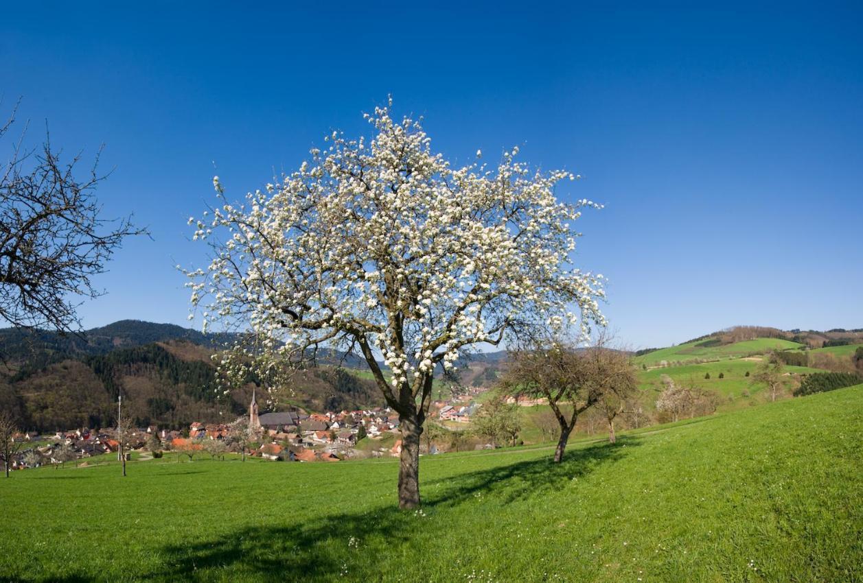 Ferienwohnung Mit Komfort Oberharmersbach Exterior photo